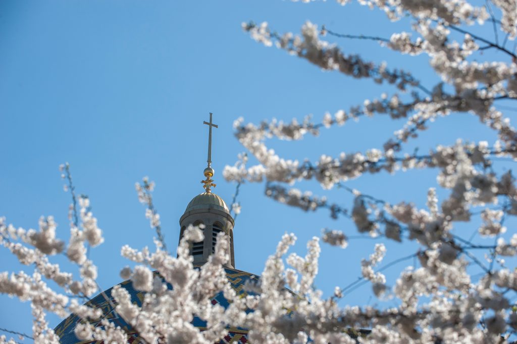 Basilica dome with spring blossoms