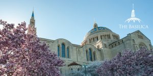 Exterior of Basilica with pink spring blossoms