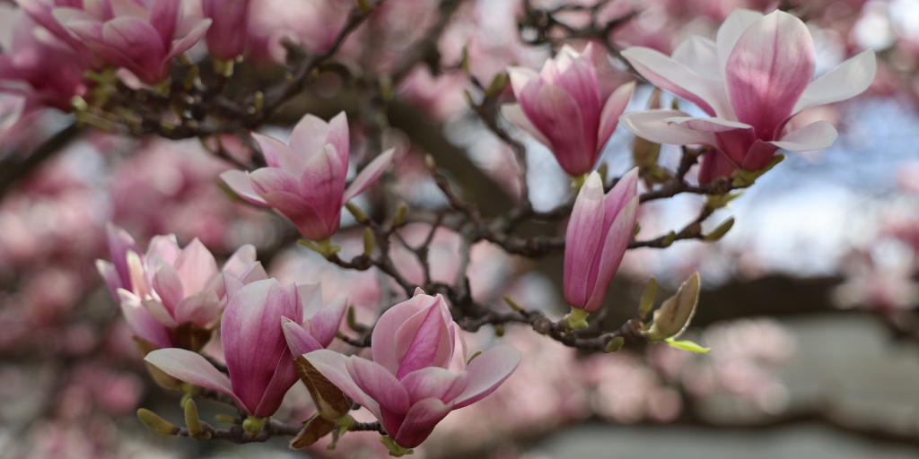 Cherry blossoms in bloom at the National Shrine