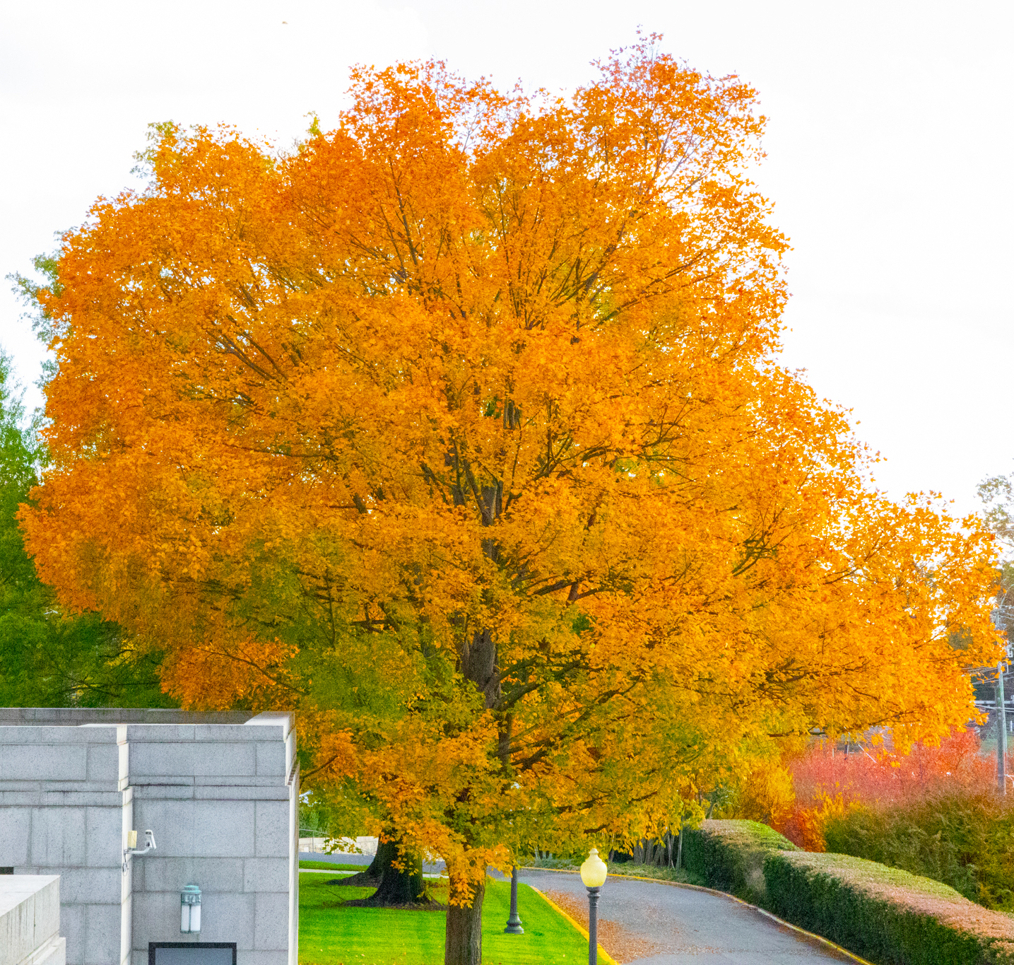 Fall tree on Basilica grounds