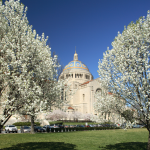 Basilica Gardens