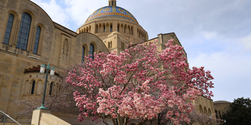 Blossoming tree outside the Basilica in Washington D.C.