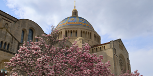 Basilica Exterior Blossoms